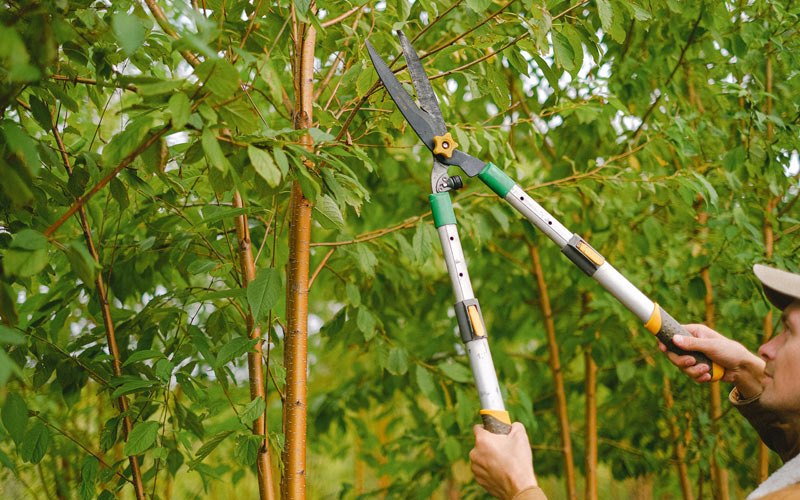 Tree trimming in Manti, UT